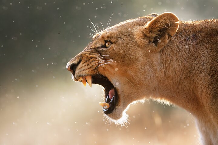 Cape Town to Kruger National Park private tour - Image 3