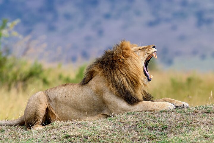 Cape Town to Kruger National Park private tour - Image 2