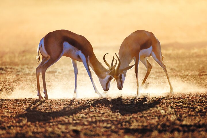 Cape Town to Kruger National Park private tour - Image 1