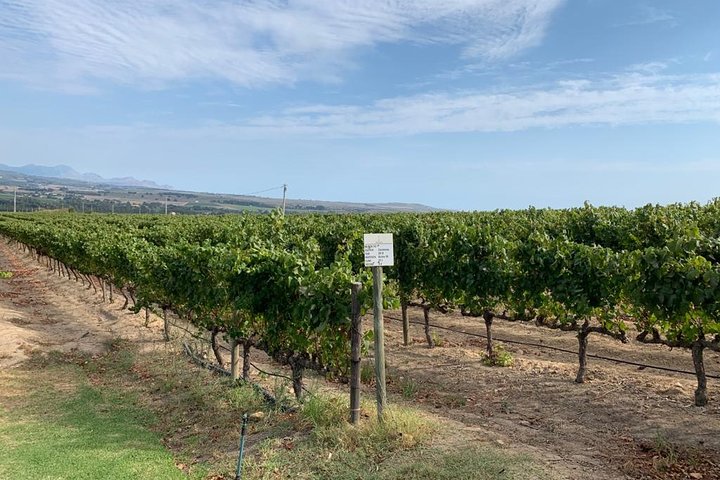 Cape Town Top range Winelands tour and Tasting - Image 3