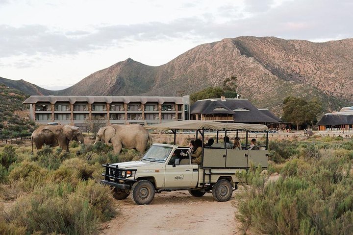 Cape Town Tour, Aquila Safari Game Reserve Overnight & Accommodation - Image 2