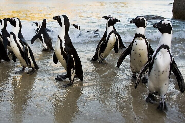 Cape Town Zipline, Penguins and Cape of Good Hope Private Tour - Image 2