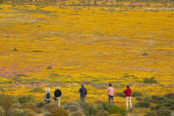 Cape West Coast Full Day Private Day Tour - Image 5