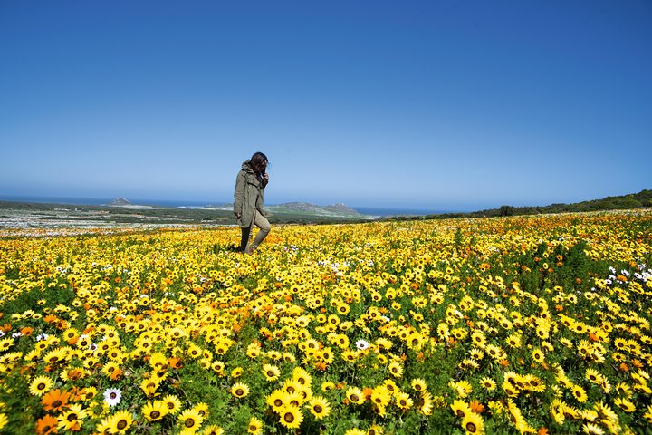 Cape West Coast Full Day Private Day Tour - Image 3