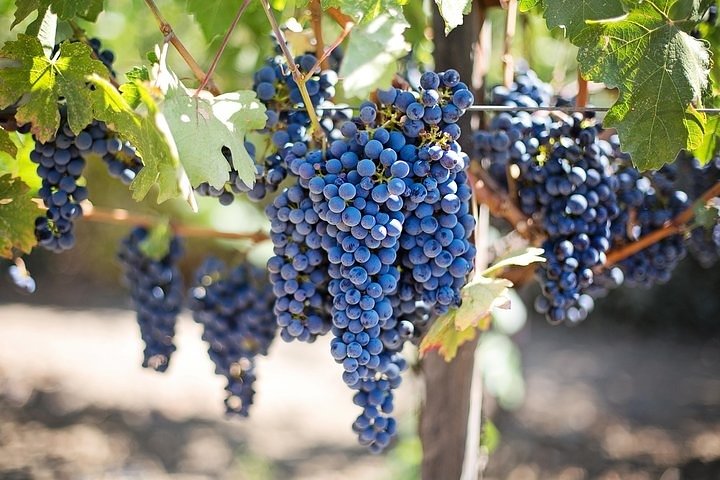 Cape Winelands and Kisternbosch Botanical Garden Full Day Tour. - Image 3