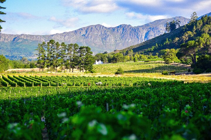 Cape Winelands shared day tour from Cape Town to Stellenbosch and Franschhoek - Image 1