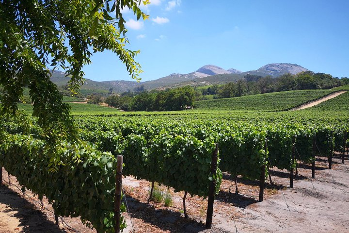 Cape Winelands Stellenbosch Franschhoek Paarl Tour from Cape Town - Image 3