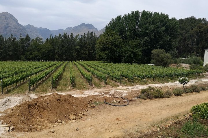 Cape Winelands Stellenbosch Franschhoek Paarl Tour from Cape Town - Image 5