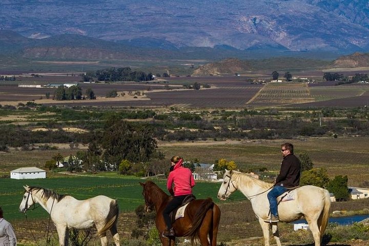 Cape Winelands Tour from Cape Town (Private Tour) - Image 2