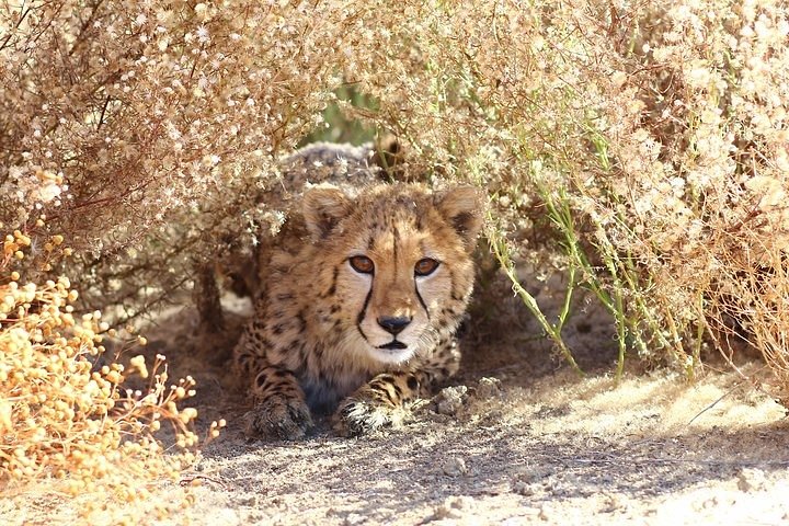 Cheetah encounter and Cape Wine lands Tour. - Image 4