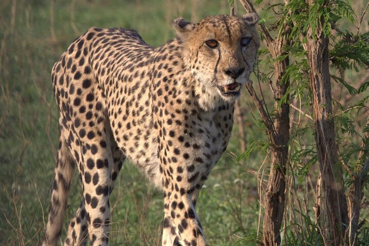 Cheetah encounter and Cape Wine lands Tour. - Image 2