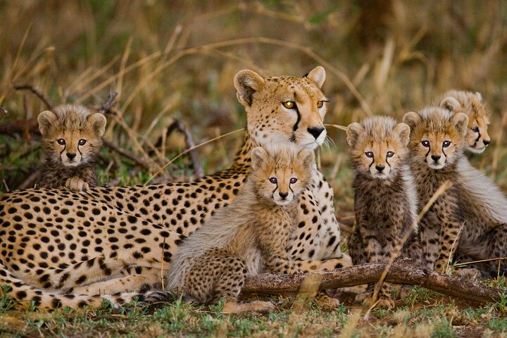 Cheetah encounter and Cape Wine lands Tour. - Image 1
