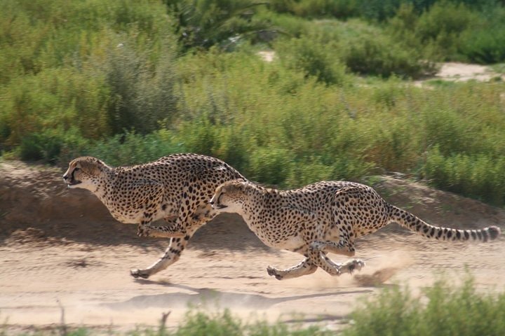 Cheetah encounter and Cape Wine lands Tour. - Image 3