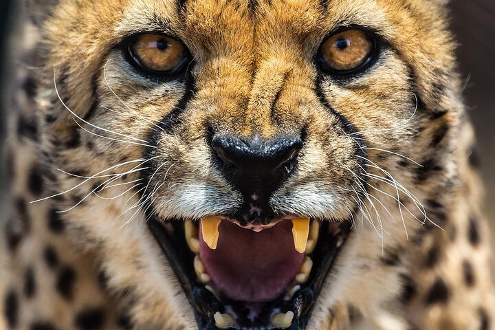 Cheetah Outreach and Award-Winning Winelands Full Day Tour - Image 1
