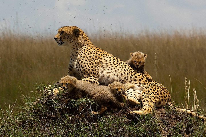 Cheetah Outreach and Award-Winning Winelands Full Day Tour - Image 3