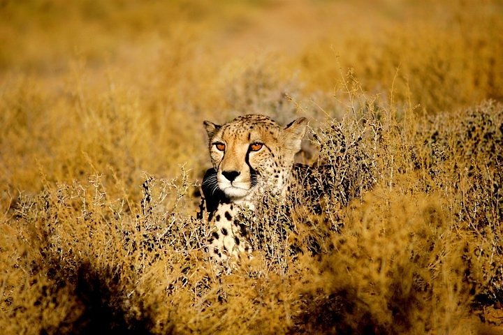 Cheetah Outreach and Award-Winning Winelands Full Day Tour - Image 2