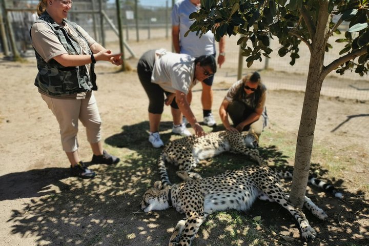 Cheetah Outreach Tour Somerset West, Gordon's Bay and Strand Beaches  - Image 2
