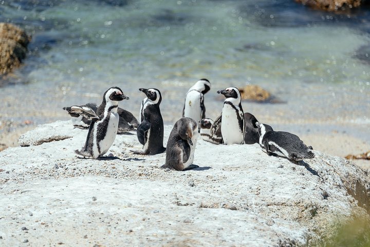City Escape: Cape Peninsula Private Day Trip - Image 1