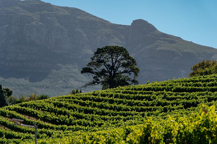City Escape: Cape Town Classics Private Day Trip - Image 4