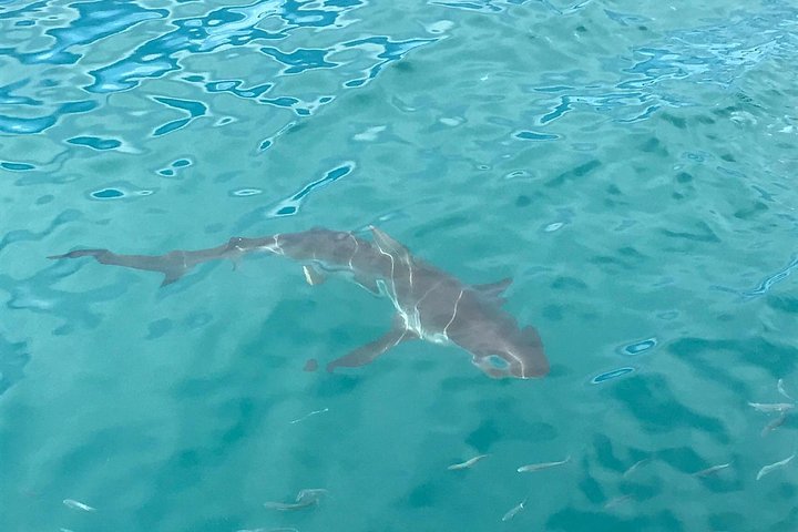 Combo Cape Agulhas Tour and Whales Watching Boat in Hermanus  - Image 2