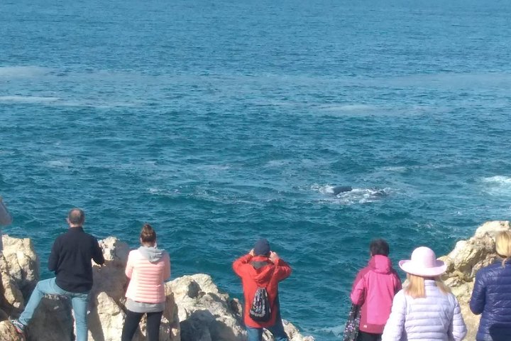 Combo Cape Agulhas Tour and Whales Watching Boat in Hermanus  - Image 3