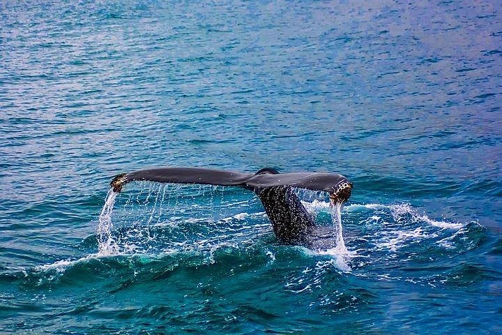 Combo Cape Agulhas Tour and Whales Watching Boat in Hermanus  - Image 4