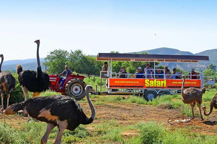 From Cape Town: 2-Nights, 3-Days Garden Route private tour - Image 4