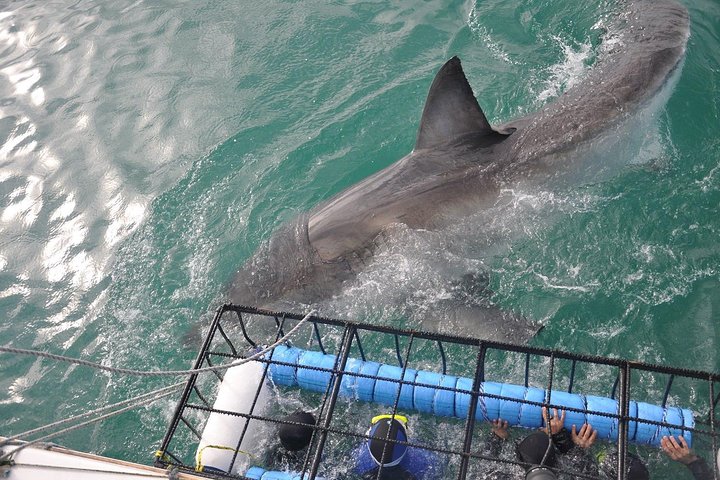 From Cape Town: Shark Cage Diving Private Boat Tour to Gansbaai - Image 3