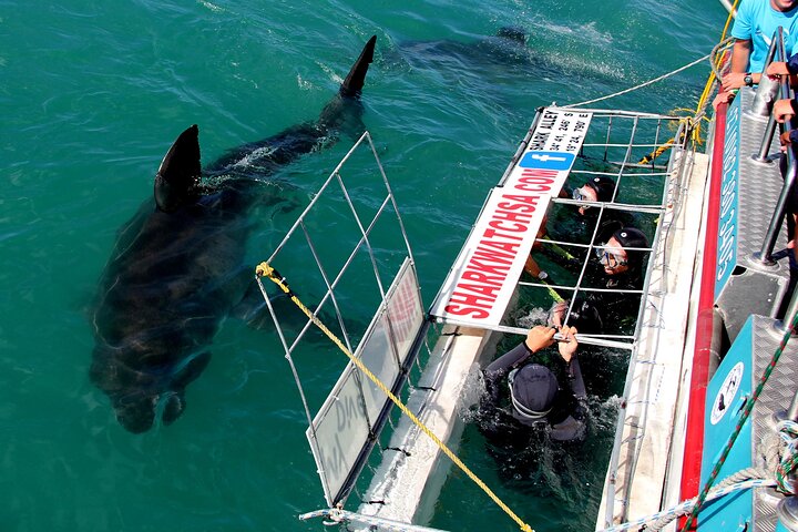 From Cape Town: Shark Cage Diving Private Boat Tour to Gansbaai - Image 4