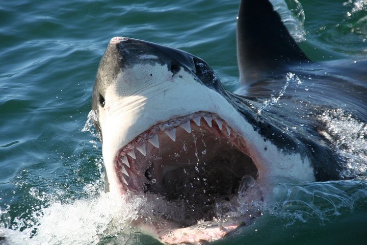 From Cape Town: Shark Cage Diving Private Boat Tour to Gansbaai - Image 5