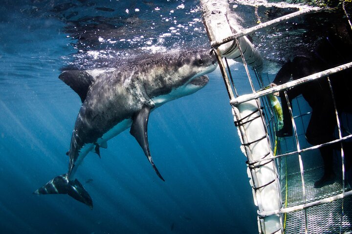 From Cape Town: Shark Cage Diving Private Boat Tour to Gansbaai - Image 2