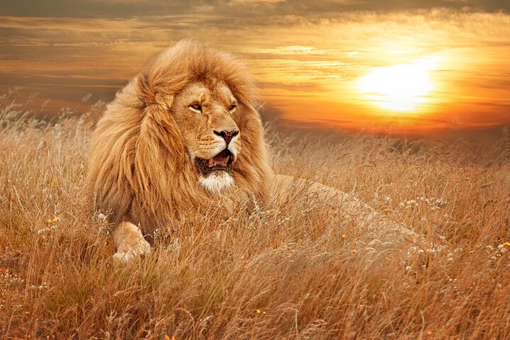 Full Day Big 5 Aquila Safari Private Transfers Including Park Fee From Cape Town - Image 3