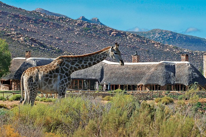 Full Day Big 5 Aquila Safari Private Transfers Including Park Fee From Cape Town - Image 5