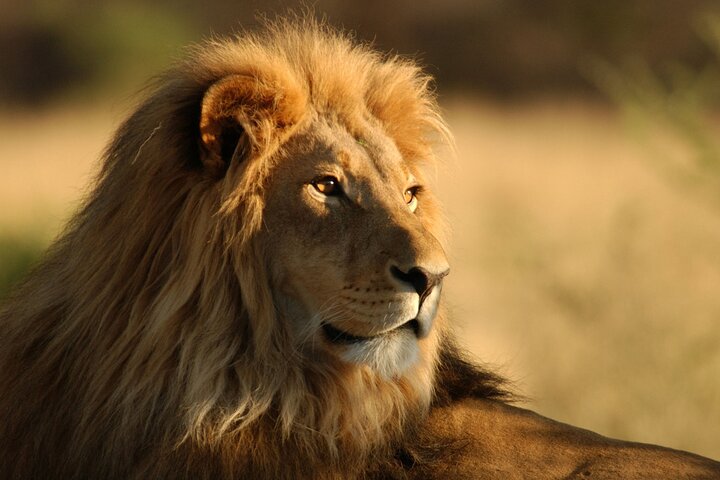 Full Day Big 5 Aquila Safari Private Transfers Including Park Fee From Cape Town - Image 1