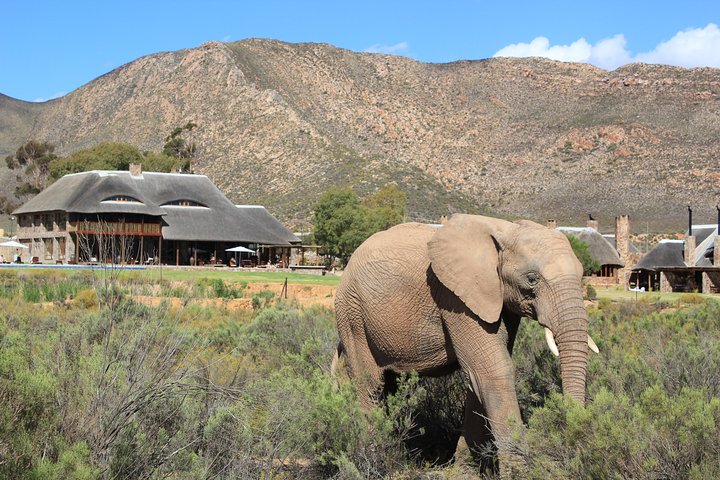 Full Day Big 5 Aquila Safari Private Transfers Including Park Fee From Cape Town - Image 4