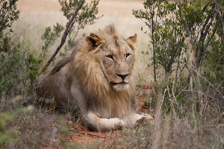 Full Day Big 5 Aquila Safari Private Transfers Including Park Fee From Cape Town - Image 2