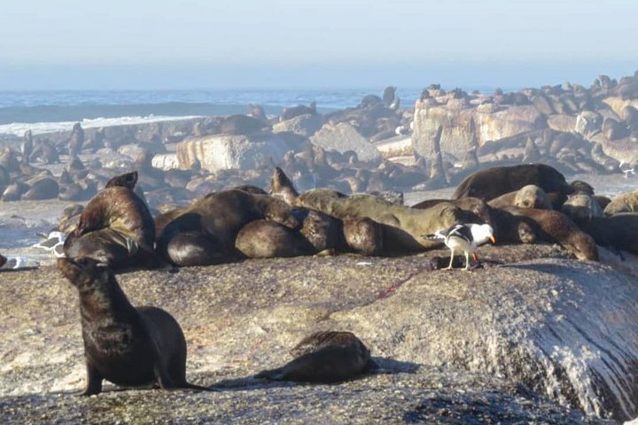 FULL Day Cape of Good Hope and Boulders Penguin Colony - Image 4