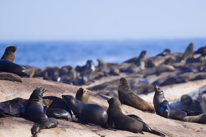 FULL Day Cape of Good Hope and Boulders Penguin Colony - Image 5
