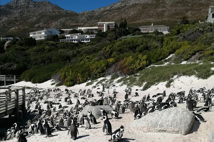 Full Day Cape Peninsula, Cape Point Tour - Image 3