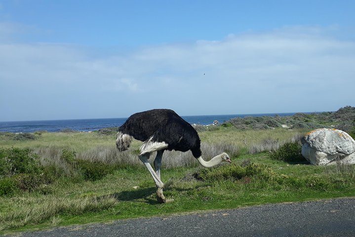 Full Day Cape Peninsula Tour in Private Car  - Image 4
