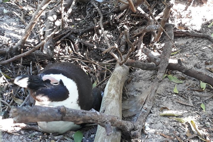 Full Day Cape Peninsula Tour in Private Car  - Image 5