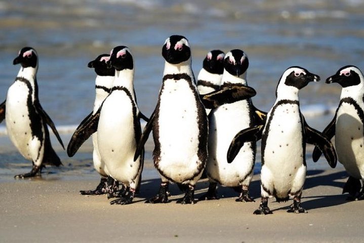 Full Day Cape Peninsula Tour in Private Car  - Image 2