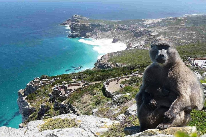 Full Day Cape Peninsula Tour in Private Car  - Image 1