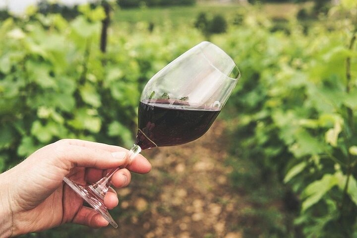 Full day Cape Town Private Hosted Wine Tasting Experience - Image 5