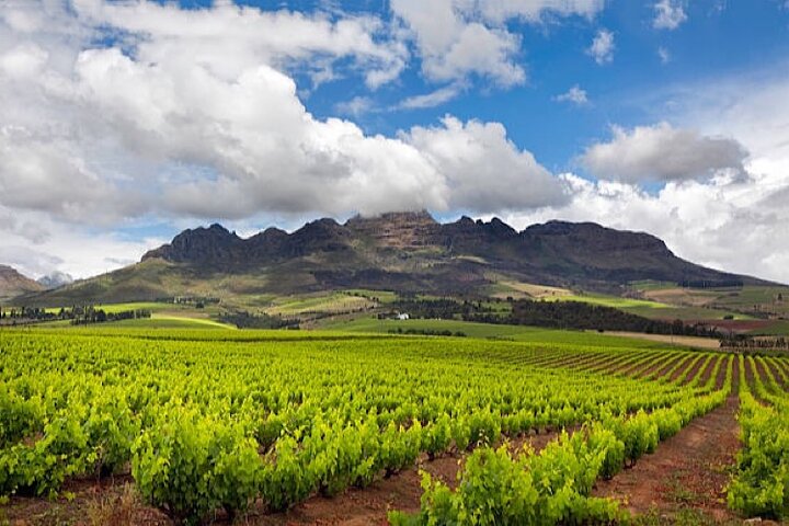 Full day Cape Town Private Hosted Wine Tasting Experience - Image 2