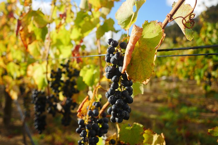 Full-Day Constantia Wine Tour from Cape Town - Image 5