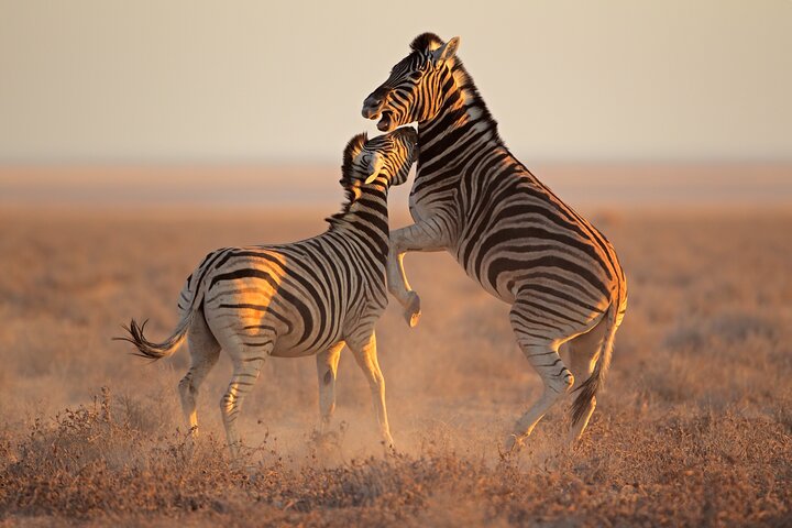 Full-Day Horseback Safari and Wine Tasting Private Guided Tour - Image 4