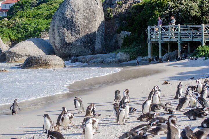 Full day peninsula Cape Point, Seals, HoutBay, Chapmans Peak, Penguins - Image 1