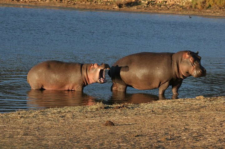 Full Day Private Big 5 Aquila Safari Activity From Cape Town  - Image 3