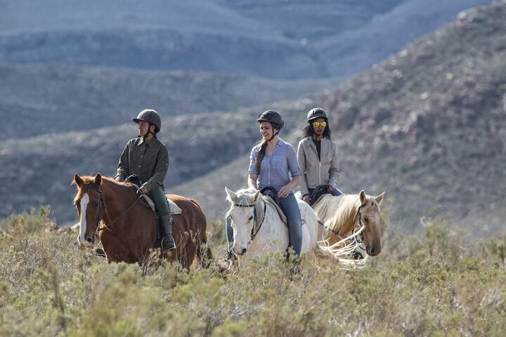 Full Day Private Big 5 Aquila Safari Activity From Cape Town  - Image 5